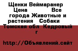 Щенки Веймаранер › Цена ­ 40 000 - Все города Животные и растения » Собаки   . Томская обл.,Кедровый г.